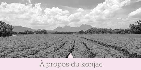 À propos du konjac.