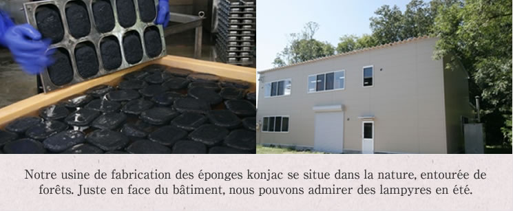 Notre usine de fabrication des éponges konjac se situe dans la nature, entourée de forêts. Juste en face du bâtiment, nous pouvons admirer des lampyres en été.